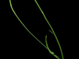 Img.VTax3310.ExN.Img2