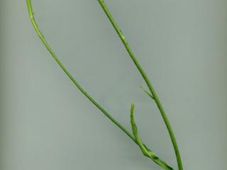 Img.VTax3310.ExN.Img5
