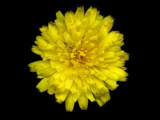 Img.VTax3311.ExN.Img10