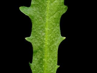 Img.VTax3311.ExN.Img17