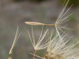 Img.VTax3311.ExN.Img5
