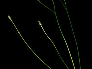 Img.VTax3312.ExN.Img2