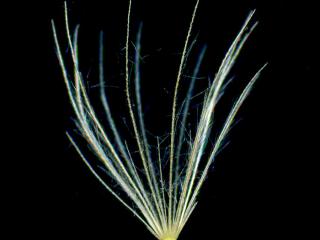 Img.VTax3312.ExN.Img6