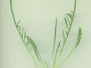 Img.VTax3330.ExN.Img10