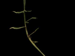 Img.VTax3330.ExN.Img21