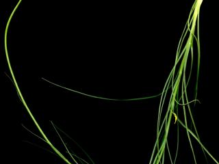 Img.VTax3331.ExN.Img9