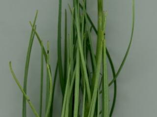 Img.VTax3332.ExN.Img4