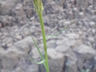 Img.VTax3332.ExN.Img5