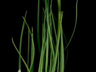 Img.VTax3332.ExN.Img9