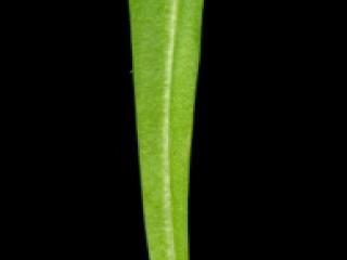Img.VTax3333.ExN.Img9