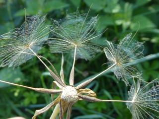 Img.VTax3342.ExN.Img3