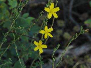 Img.VTax3358.ExN.Img9