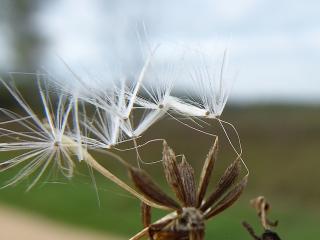 Img.VTax3361.ExN.Img2