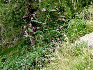 Img.VTax3369.ExN.Img12