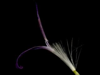 Img.VTax3369.ExN.Img13