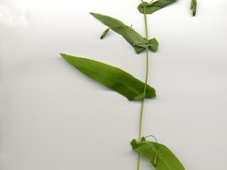 Img.VTax3369.ExN.Img9
