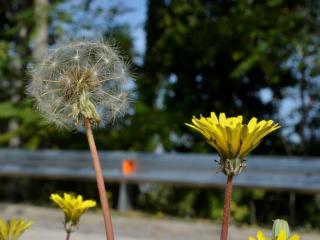 Img.VTax3375.ExN.Img8