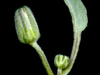 Img.VTax3384.ExN.Img7