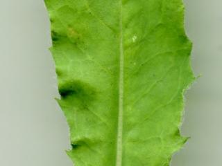 Img.VTax3395.ExN.Img3