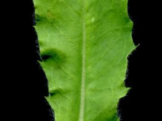 Img.VTax3395.ExN.Img8