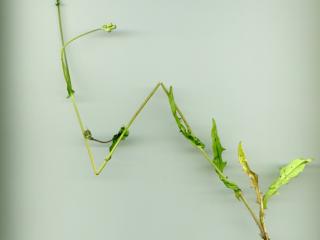 Img.VTax3397.ExN.Img9