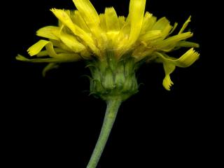 Img.VTax3446.ExN.Img7