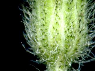 Img.VTax3467.ExN.Img5