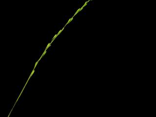 Img.VTax3478.ExN.Img1