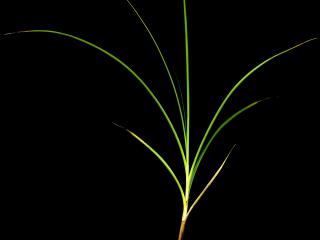 Img.VTax3478.ExN.Img11