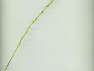 Img.VTax3478.ExN.Img4