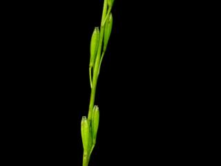 Img.VTax3478.ExN.Img8