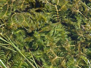 Img.VTax3480.ExN.Img5