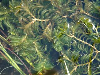 Img.VTax3480.ExN.Img8