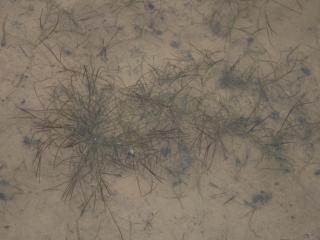 Img.VTax3482.ExN.Img1