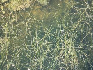 Img.VTax3482.ExN.Img2
