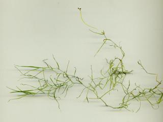 Img.VTax3482.ExN.Img4