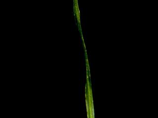 Img.VTax3482.ExN.Img7