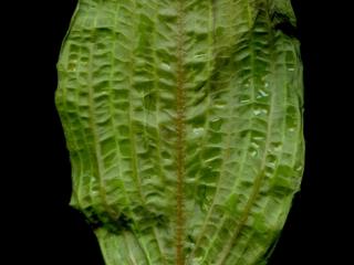 Img.VTax3486.ExN.Img9