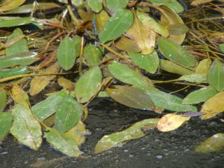 Img.VTax3487.ExN.Img2