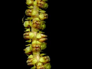 Img.VTax3487.ExN.Img4