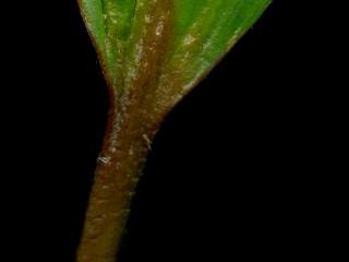 Img.VTax3487.ExN.Img8