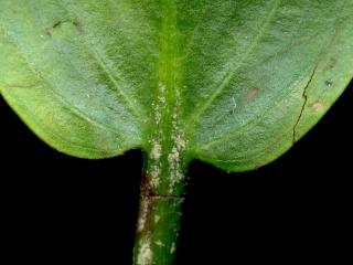 Img.VTax3488.ExN.Img4