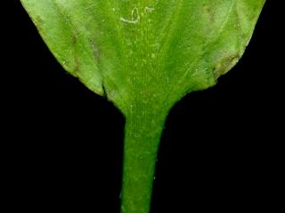 Img.VTax3488.ExN.Img7