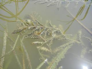 Img.VTax3490.ExN.Img1