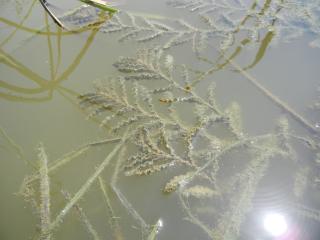 Img.VTax3490.ExN.Img7