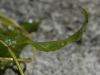 Img.VTax3491.ExN.Img8