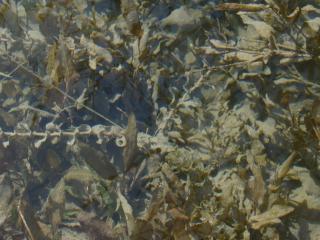 Img.VTax3492.ExN.Img2