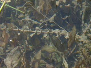 Img.VTax3492.ExN.Img3