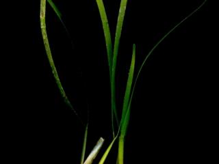 Img.VTax3502.ExN.Img3