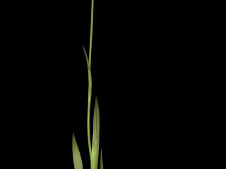 Img.VTax3507.ExN.Img11